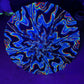 Chromatic Shadow OG Parasol by Drip Drop Labs, colorful umbrella with vibrant pattern and sturdy handle for outdoor use