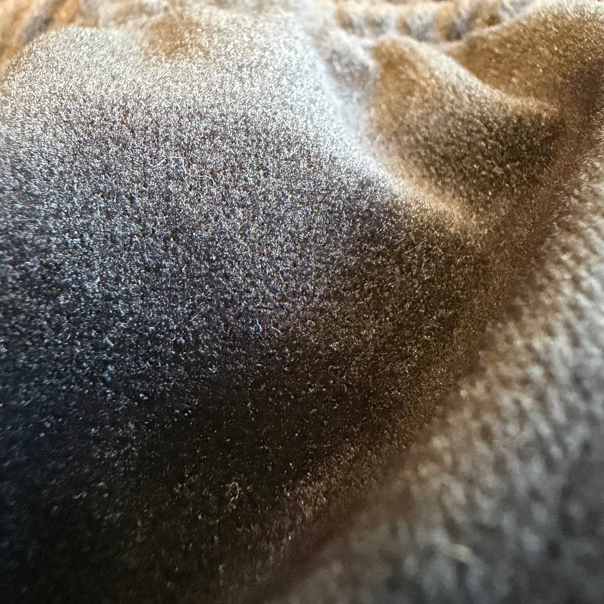 Velvet booty shorts by Drip Drop Labs featuring a snug fit and soft fabric, shown in a stylish close-up image.